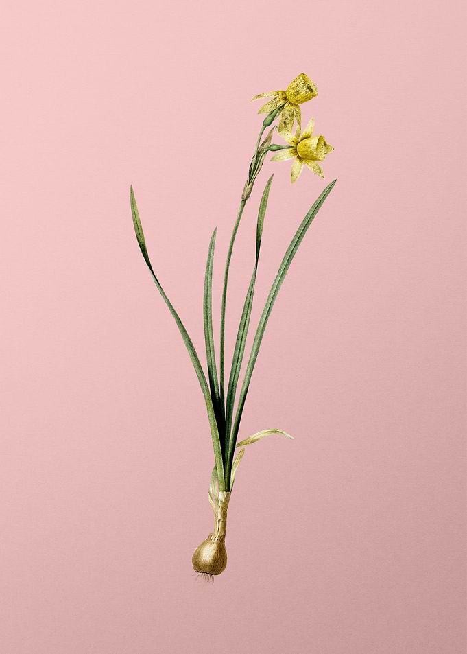 Narcissus Calathinus