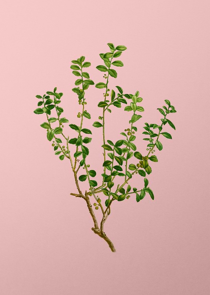 Vintage Botanical on Pink