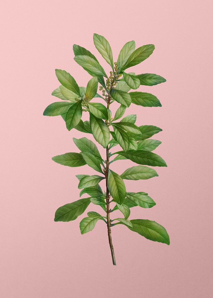 Vintage Botanical on Pink