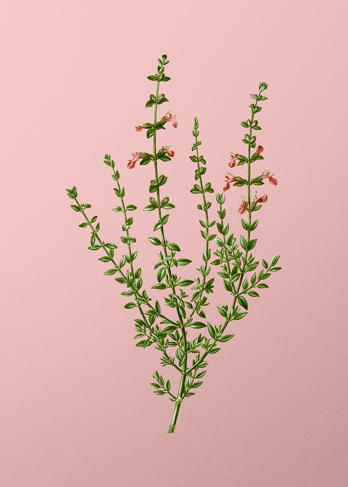 Vintage Pink Flowers