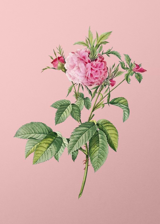 Pink Agatha Rose Flowers