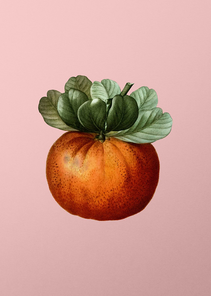 Vintage Fruit on Pink