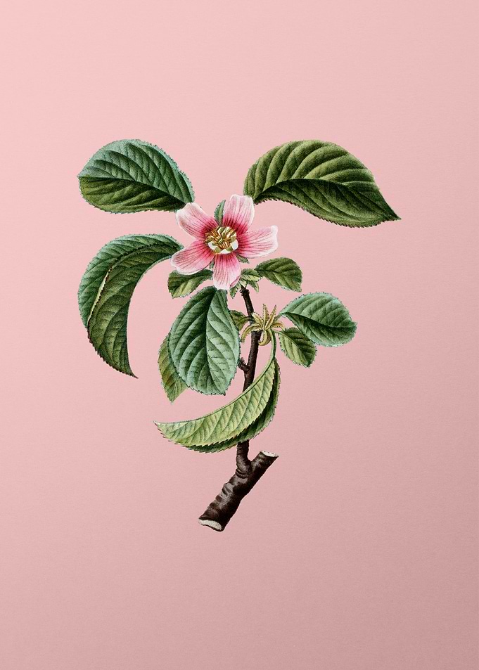 Vintage Pink Flowers