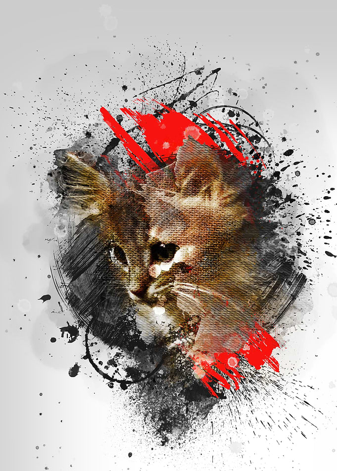 Kitten