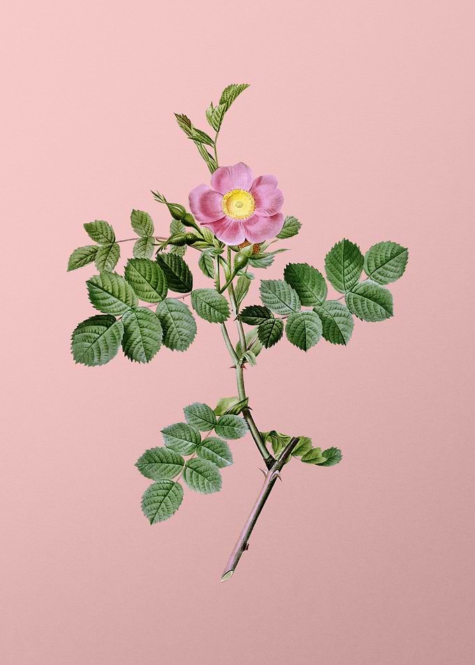 Pink Sweetbriar Rose