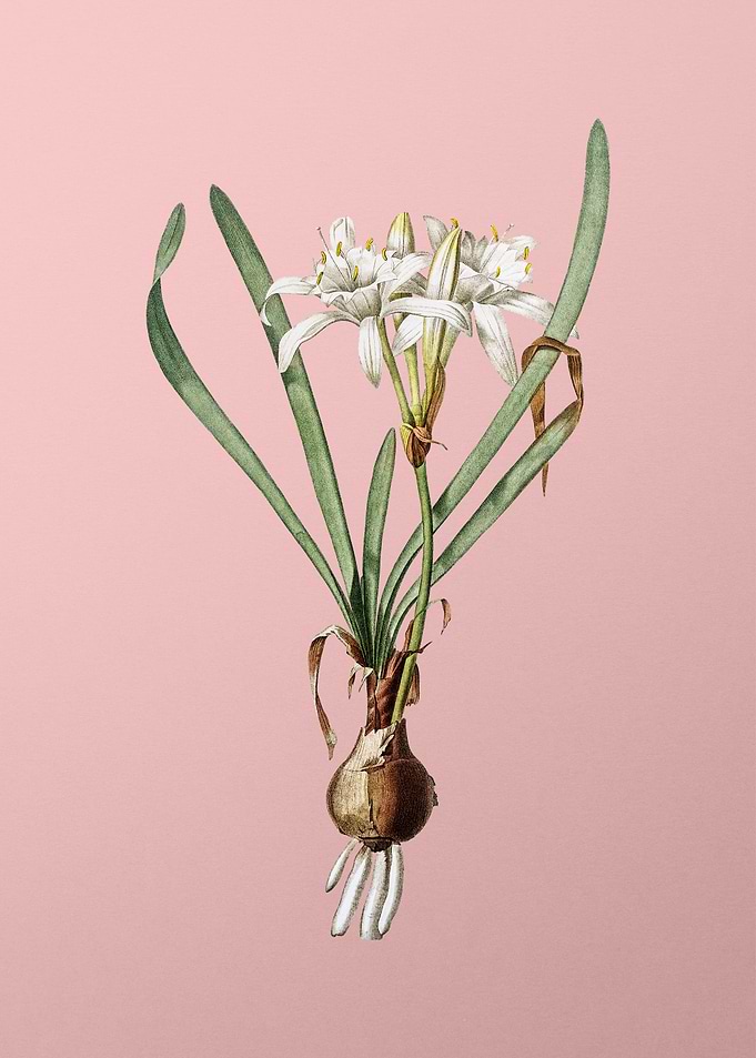 Sea Daffodil