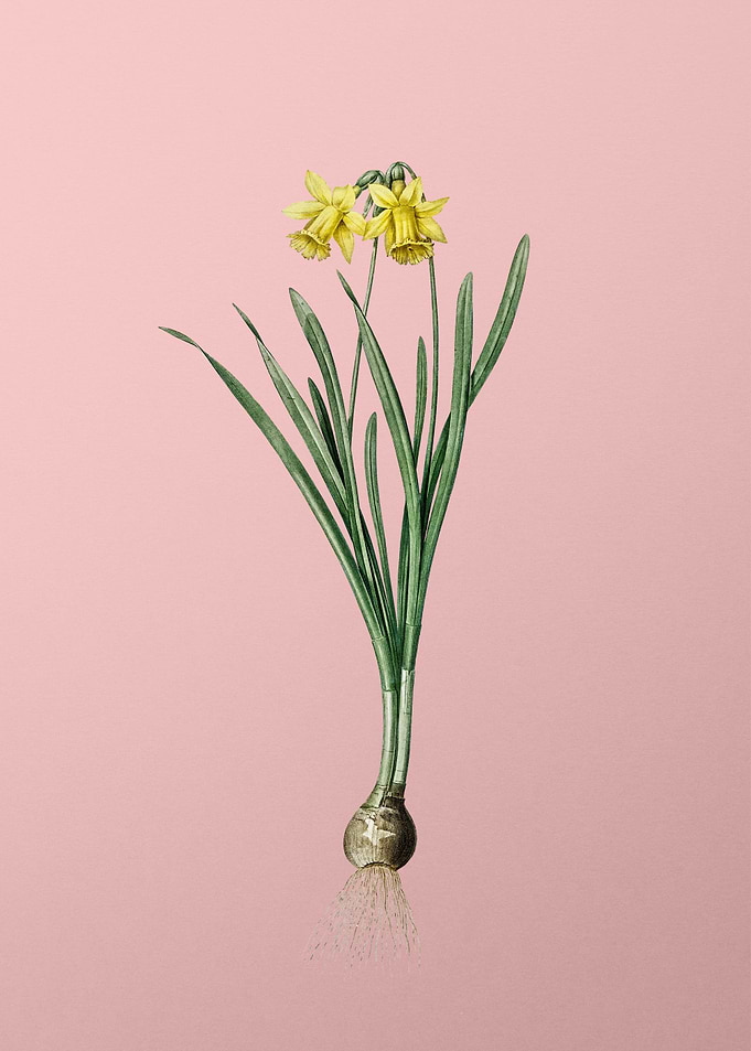 Lesser Wild Daffodil
