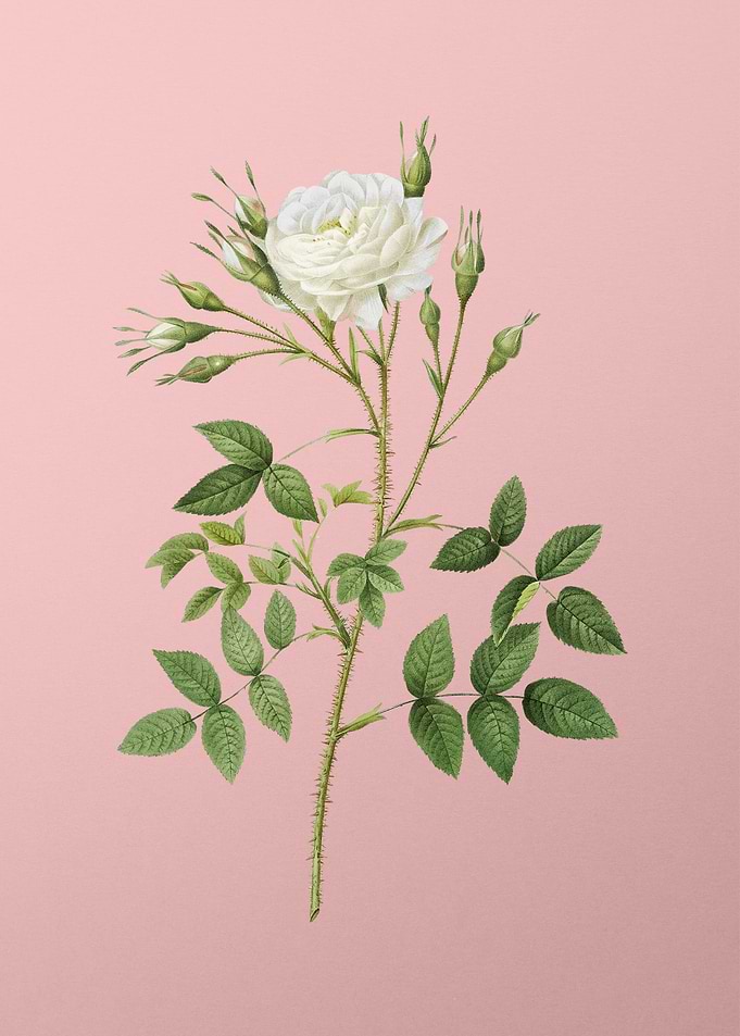 White Rose of Rosenberg