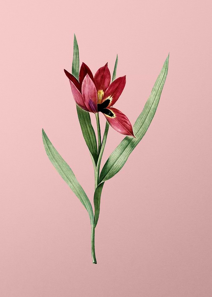 Tulipa Oculus Colis