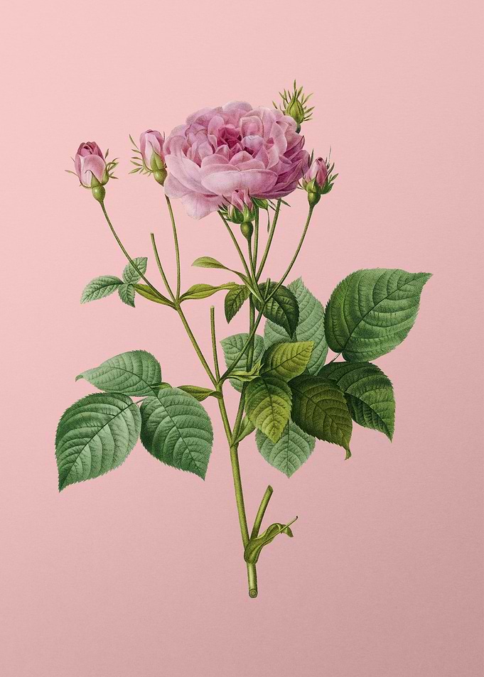 Pink French Roses