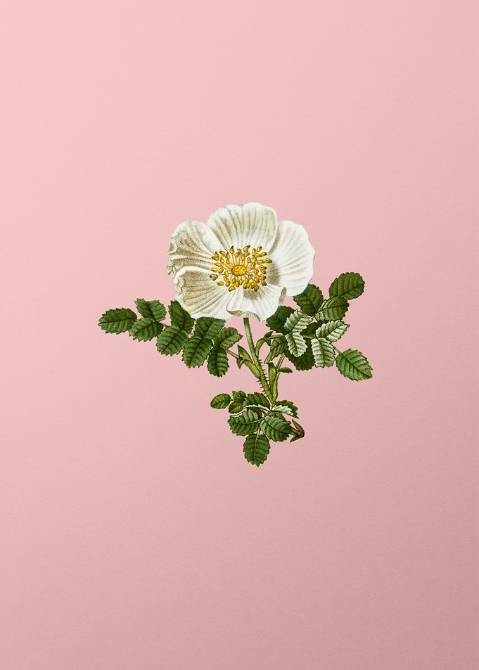 White Flower Blanc Pink