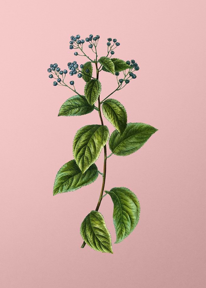 Vintage Blue Flower Pink
