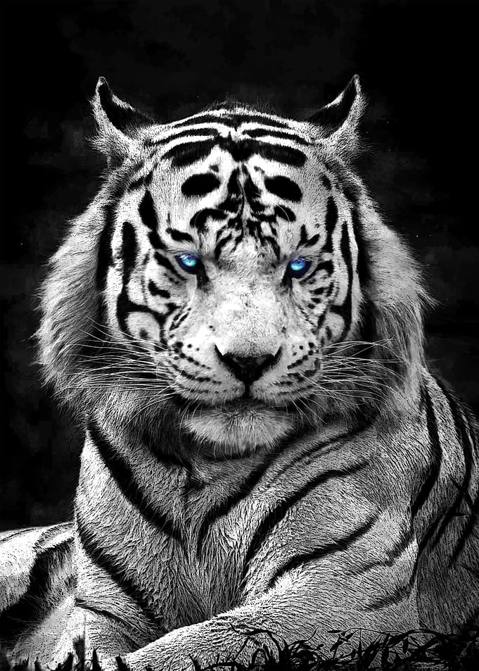 White tiger sapphire eyes