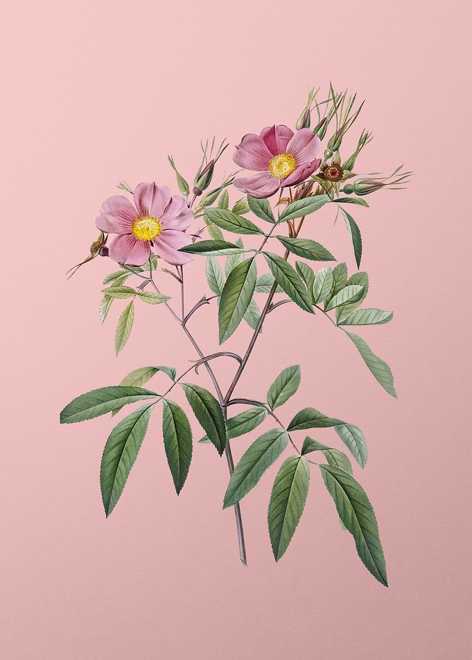 Pink Swamp Roses