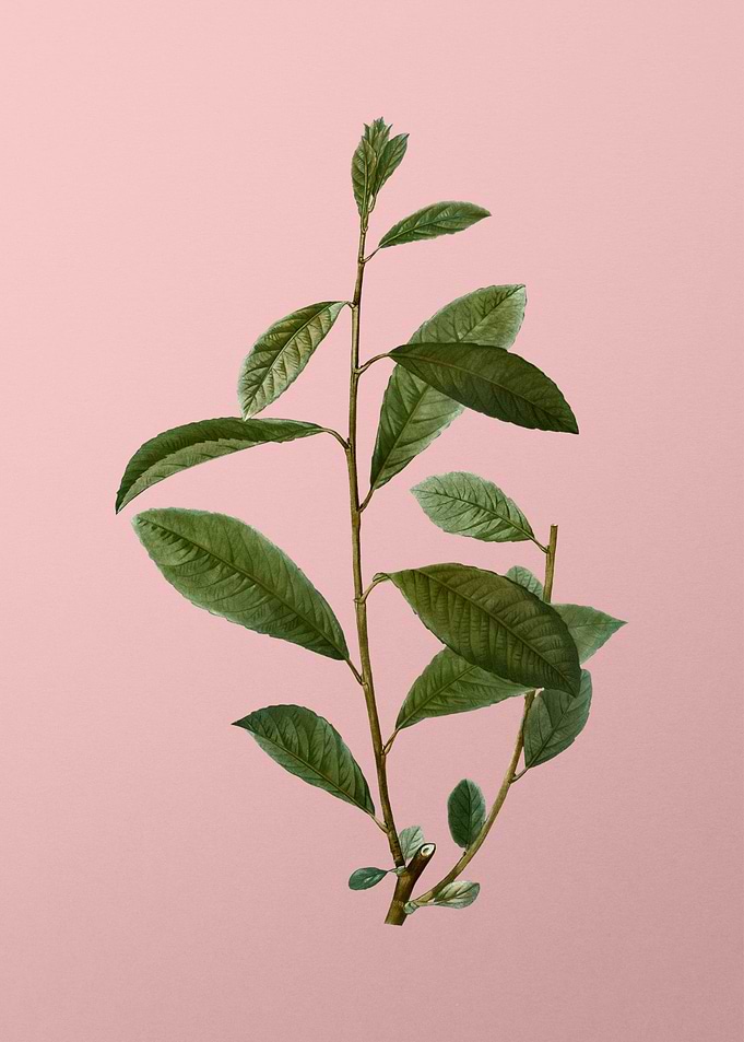 Vintage Botanical on Pink