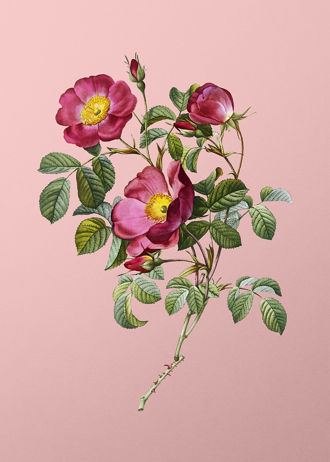 Rose of Love Bloom on Pink