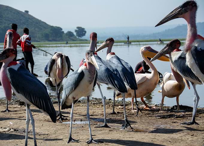 birds marabous