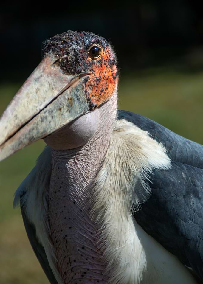 head of bird marabou