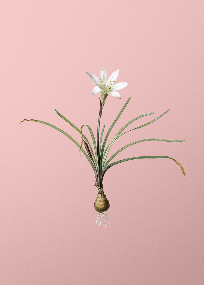 Vintage Rain Lily Flower