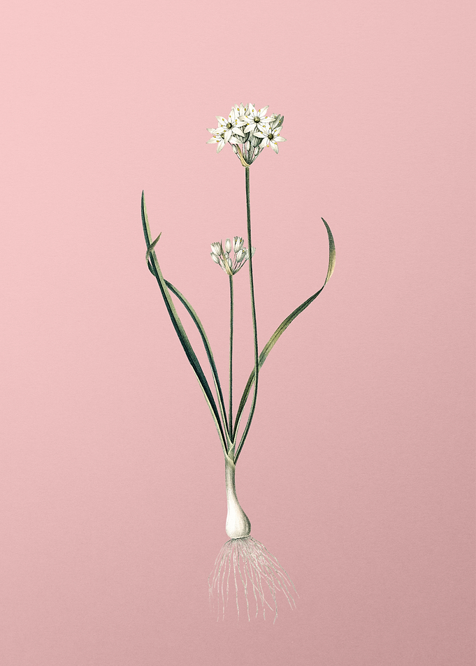 Three Cornered Leek