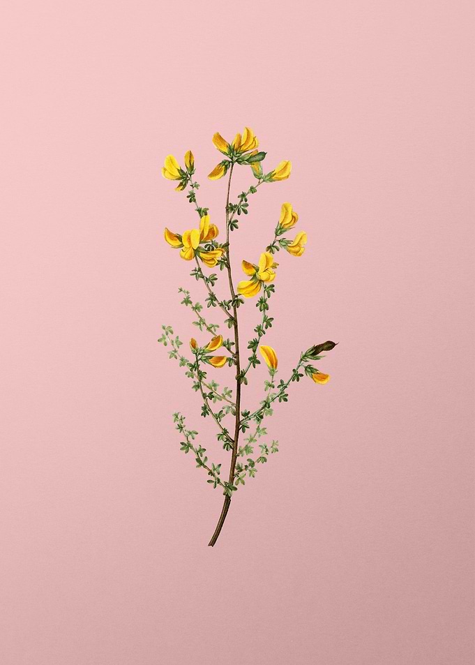 Yellow Flower on Pink