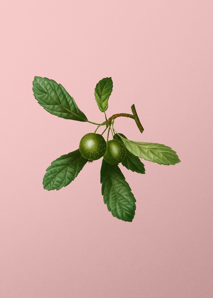 Fruit Illustration on Pink