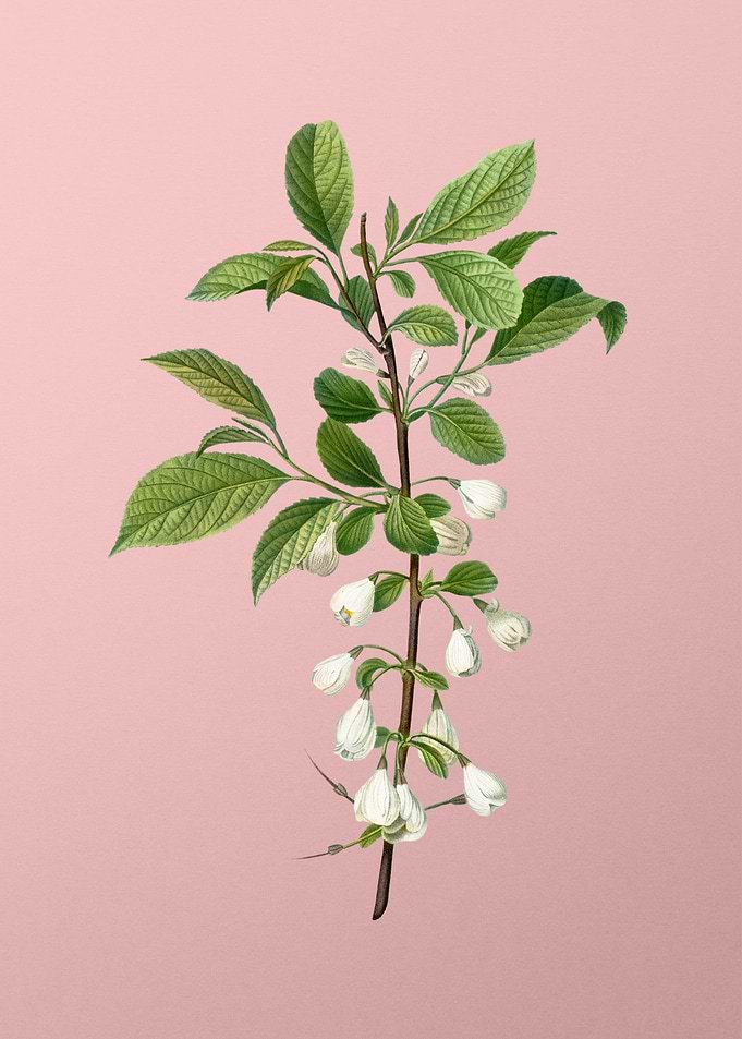 White Flower on Pink
