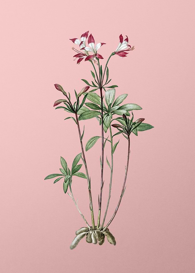 Lily of the Incas on Pink