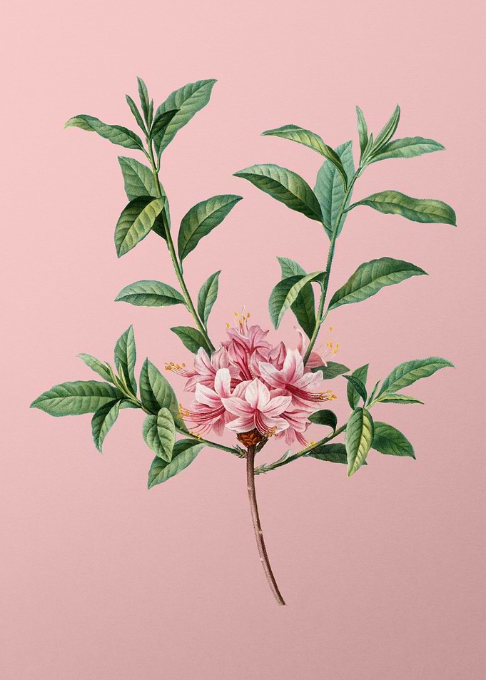Red Flower Illustration