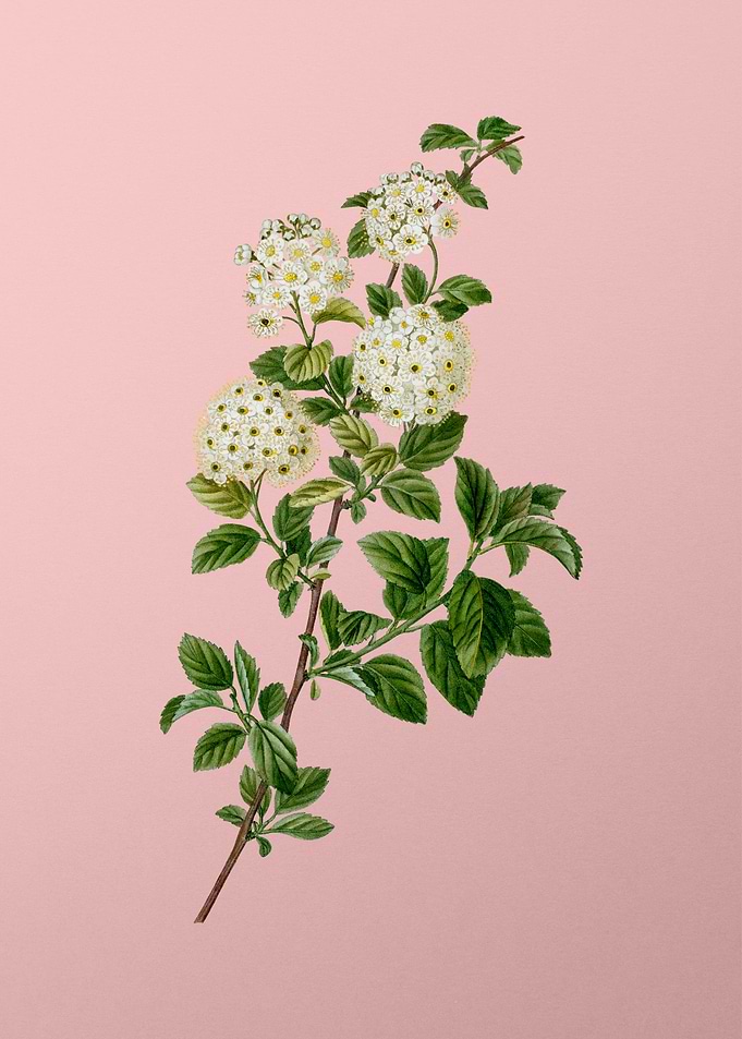 Vintage White Flower Pink