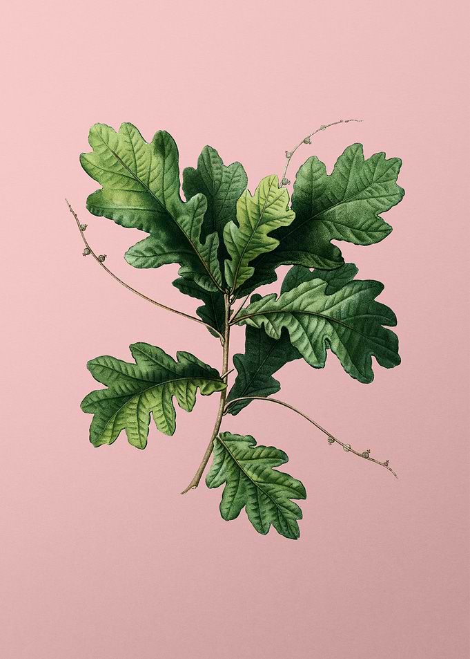 Vintage Botanical on Pink