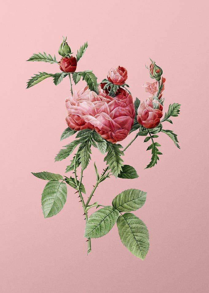 Vintage Cabbage Rose