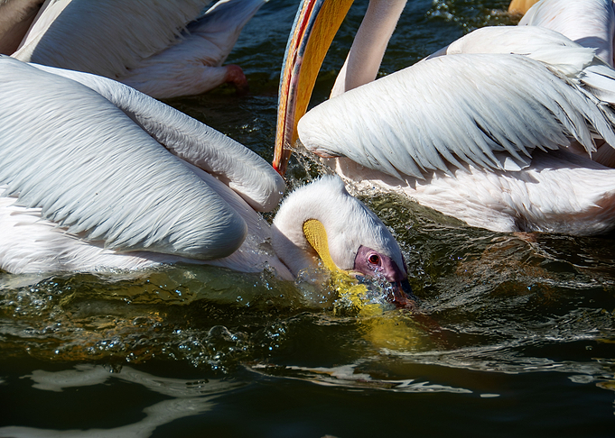 pelican