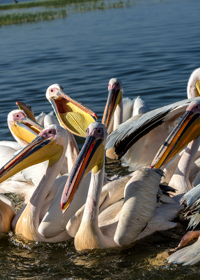 pelicans