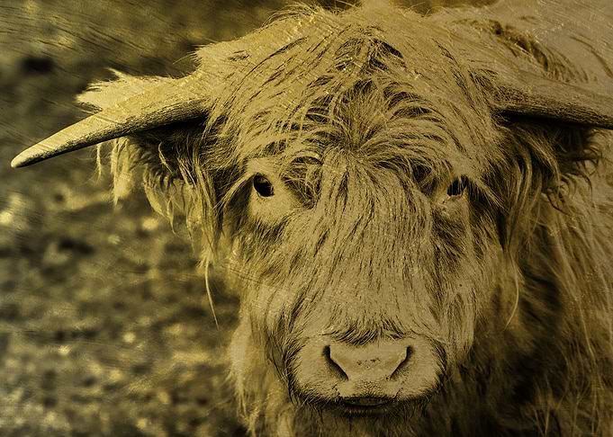 Bull on Gold Plate