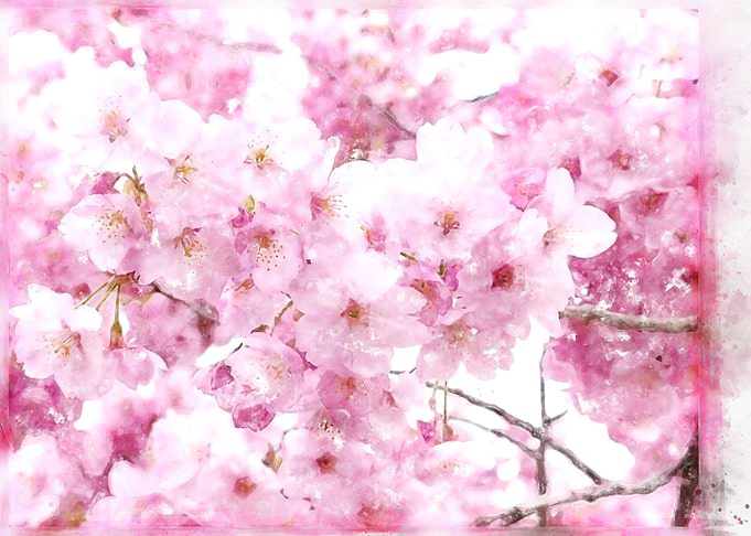 cherry blossom