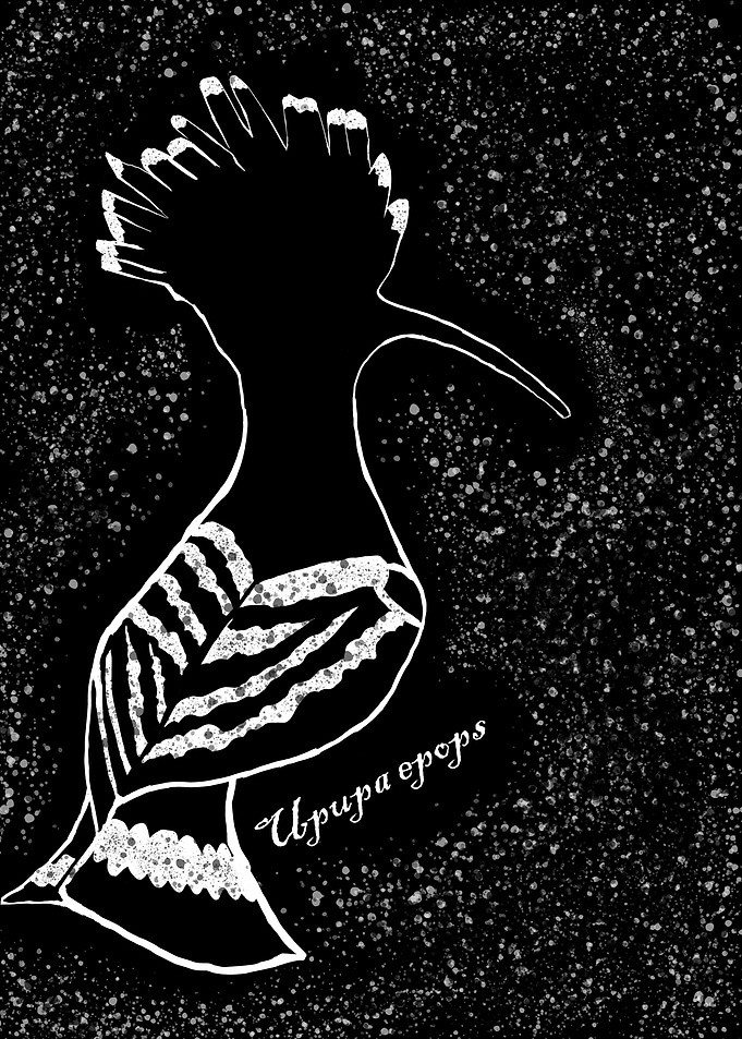 Hoopoe