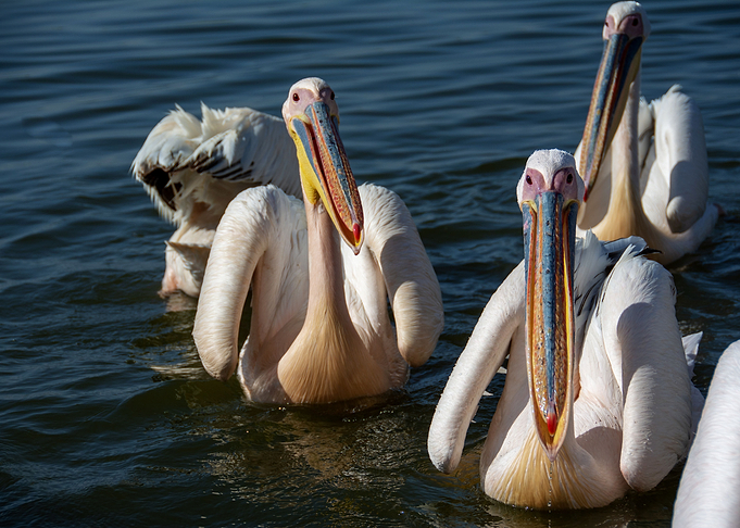 pelican birds