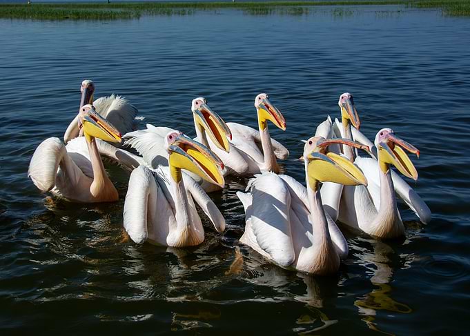 pelican