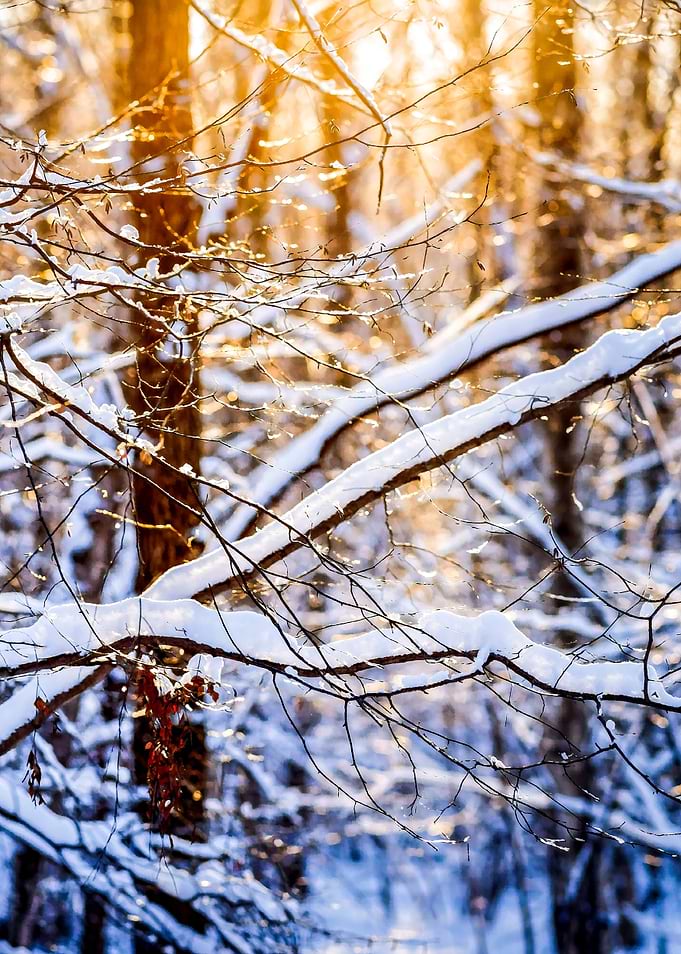 Winter Forest At Sunset