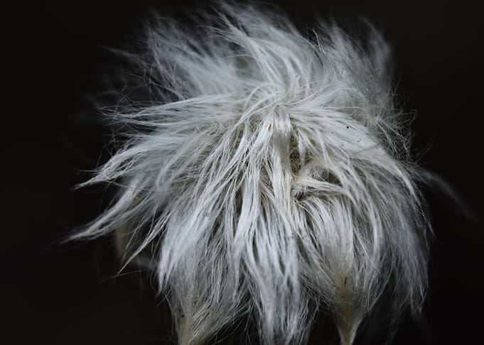 White pompom plant