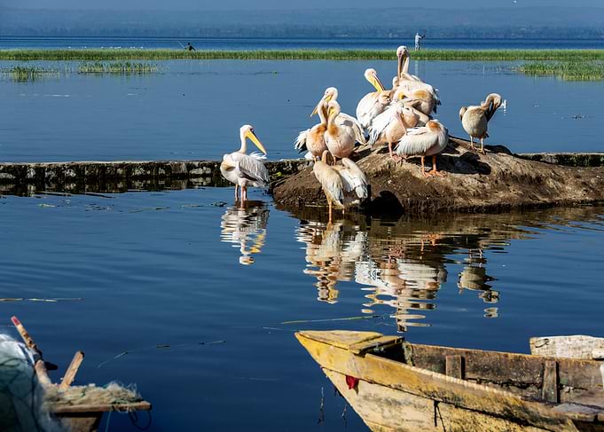 pelicans