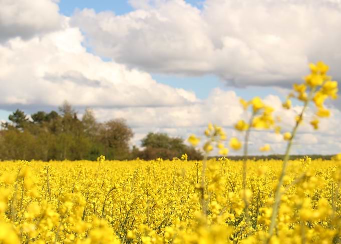 Rapeseed