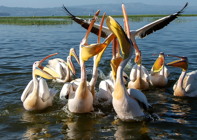 birds