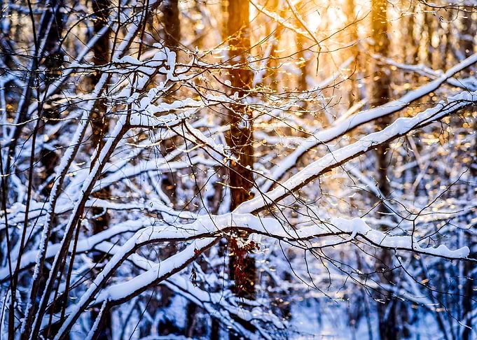 Winter Forest Setting Sun
