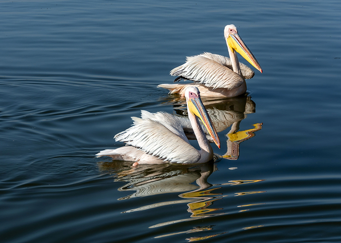 swimming pelican