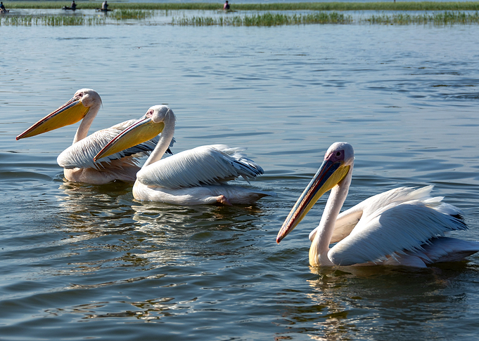 pelicans swimming