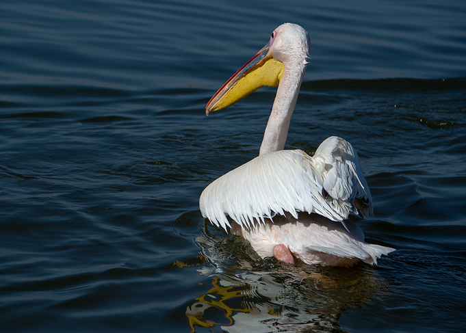 swimming pelican