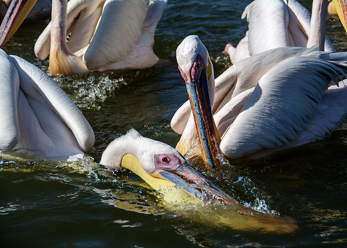 diving pelican