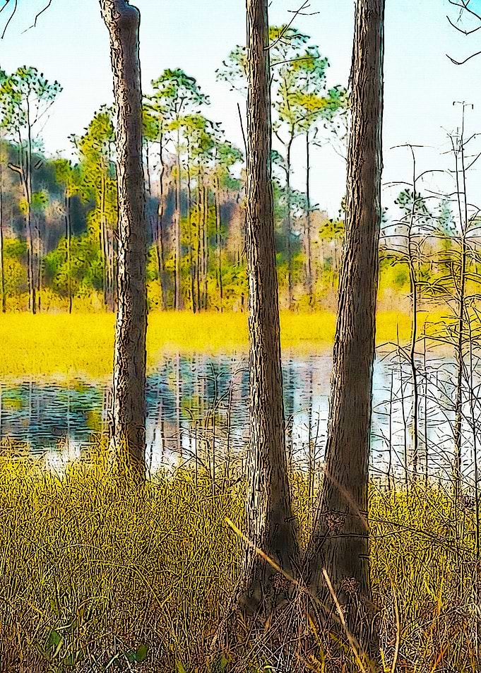 Okefenokee Swamp
